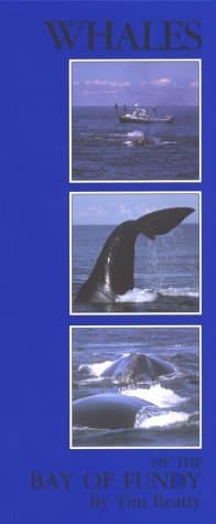 Book cover for Whales of the Bay of Fundy by Beatty, Tim