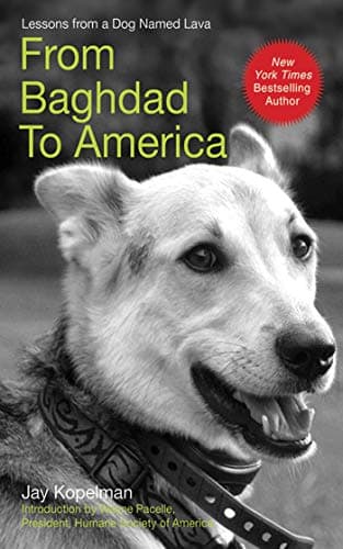 Book cover for From Baghdad to America: Life Lessons from a Dog Named Lava by Kopelman, Jay