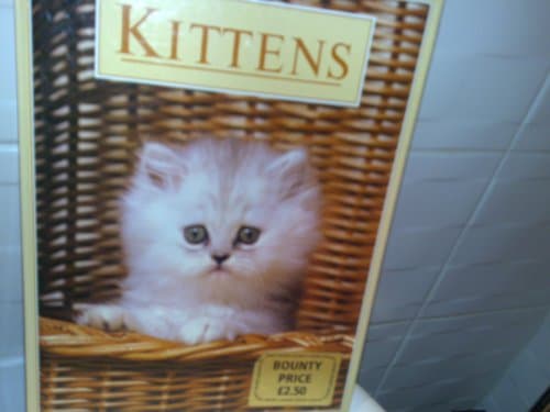 Book cover for Kittens by Anna Pollard